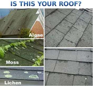 Photo collage showing moss, lichen and algae on roof.