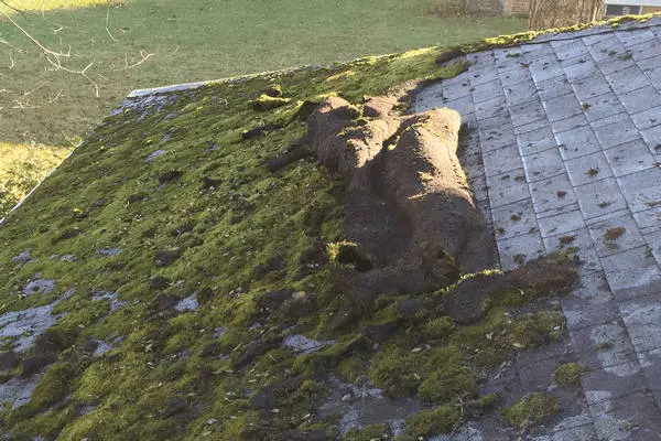 Thick moss on roof rolled up like a carpet.