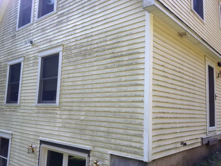 Yellow siding covered with green mold before house washing.