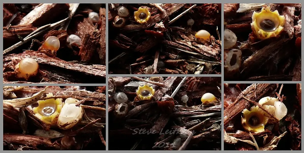 Bird's nest fungi on mulch, related to roof cleaning facts.