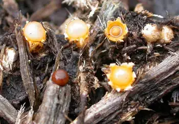 Bird's nest fungi on mulch, relevant to roof cleaning facts.