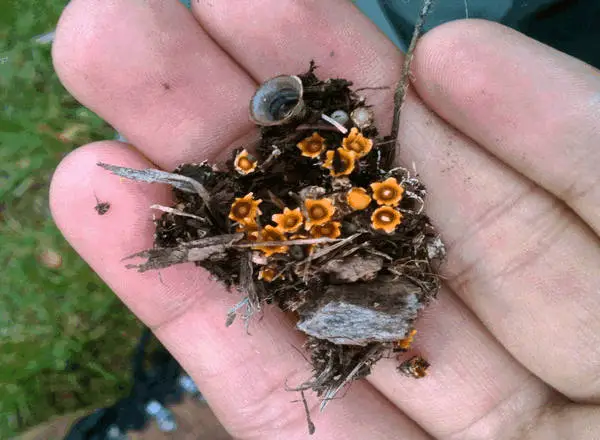 Orange artillery fungus, a cause of black dots on house siding, on a piece of dirt held in a hand.