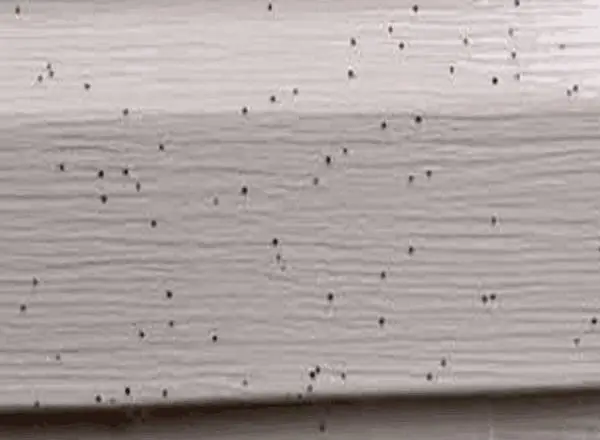 Black dots on house siding, likely artillery spores.